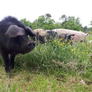 SAUTE DE PORC AU CURRY AB – Image 3