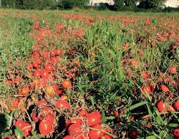 SAUCE BOLOGNAISE AU BOEUF AB 200G – Image 4