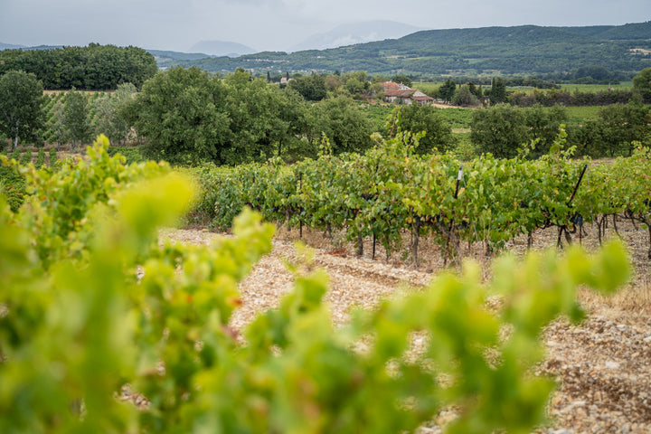 AOC COTES-DU-RHONE ROUGE AB 75CL - VIN OE – Image 5