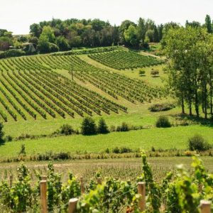 AOC BORDEAUX BLANC SEC AB 75CL - VIN OE – Image 4