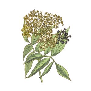 SUREAU BIO FLEUR ENTIERE - LE COMPTOIR DE L'HERBORISTERIE – Image 3