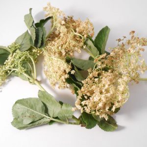 SUREAU BIO FLEUR ENTIERE - LE COMPTOIR DE L'HERBORISTERIE – Image 4