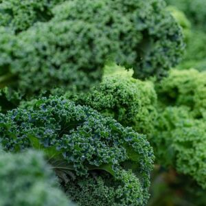 RINGS CHOU KALE, BASILIC & SESAME BIO 160G - AVEC JOIE – Image 2