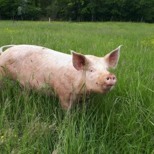 BACON TRANCHE BIOLOGIQUE (environ 100g)- LES CAUSSE DE CESSEROU – Image 5