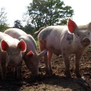 BACON TRANCHE BIOLOGIQUE (environ 100g)- LES CAUSSE DE CESSEROU – Image 6