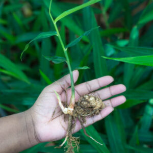 PLANT DE GINGEMBRE BIO LANDAIS