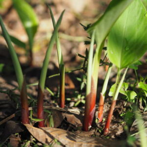 PLANT DE GINGEMBRE BIO LANDAIS – Image 3