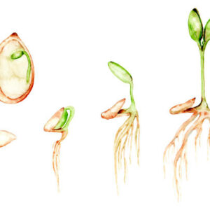 PLANT DE GINGEMBRE BIO LANDAIS – Image 4