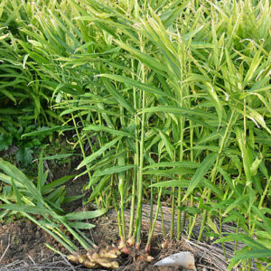 PLANT DE GINGEMBRE BIO LANDAIS – Image 5