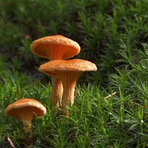 GIROLLES SECHEES BIO 25G - SUPERSEC – Image 4