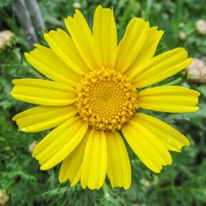HUILE D'ARNICA AB (macérat) - LES TRADITIONS DE MALO