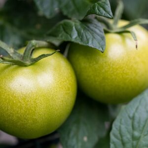 CHUTNEY DE TOMATES VERTES AB 135G - LA BELLE – Image 4
