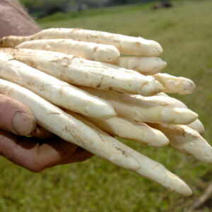 ASPERGES BLANCHES BIO AU NATUREL 330G - NATUR'AVENIR – Image 4