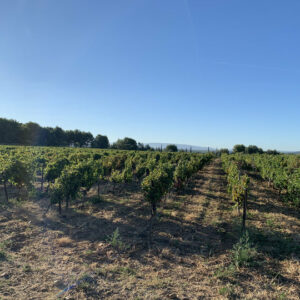 AOC CHATEAUNEUF-DU-PAPE AB 75CL - VIN OE – Image 3