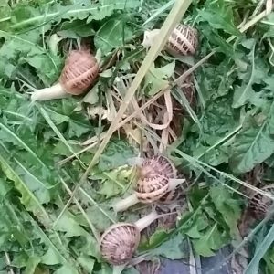 ESCARGOTS EN CROQUILLES A LA BOURGUIGNONNE BIO (DOUZAINE) - MELI-MELO D'ESCARGOT – Image 2