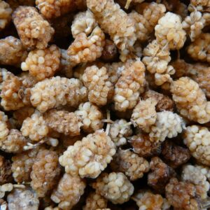 MÛRES BLANCHES SECHEES BIO (MULBERRIES)