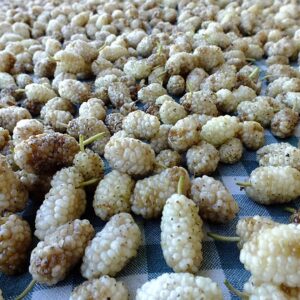 MÛRES BLANCHES SECHEES BIO (MULBERRIES) – Image 2