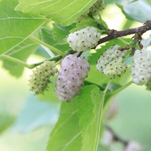 MÛRES BLANCHES SECHEES BIO (MULBERRIES) – Image 3