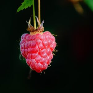LA FRUITEE PAMPLEMOUSSE FRAMBOISE 75CL - BRASSERIE LA CHAVAGN' – Image 2