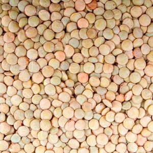 LENTILLES BLONDES AB
