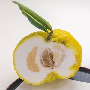 PUREE DE YUZU BIO 85g - LE VOYAGE DE MAMABE – Image 2