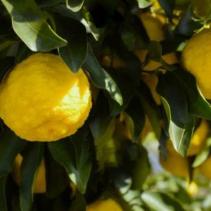 PUREE DE YUZU BIO 85g - LE VOYAGE DE MAMABE – Image 3