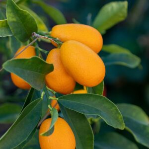 PUREE DE KUMQUAT BIO 85g - LE VOYAGE DE MAMABE – Image 2