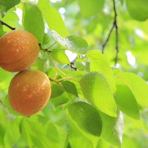 POUR QUE TU PENSES A MOI (abricot 100% fruit) 250g - FAVOLS LES MESSAGES – Image 2