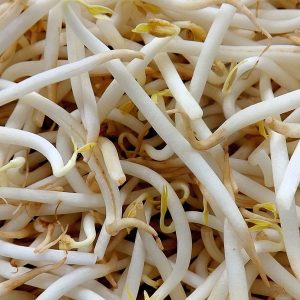 POUSSES DE HARICOT MUNGO BIO 330g - GERMLINE – Image 2