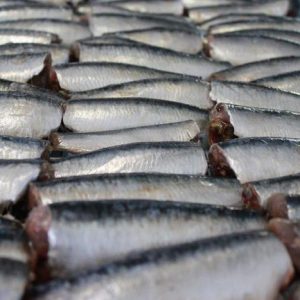 PETITES SARDINES SPRATS AU NATUREL PAUVRE EN SEL 105g - FISH4EVER – Image 4