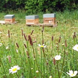 MIEL FLEURS D'ETE BIO en vrac - LES RUCHES DE LIZA – Image 3