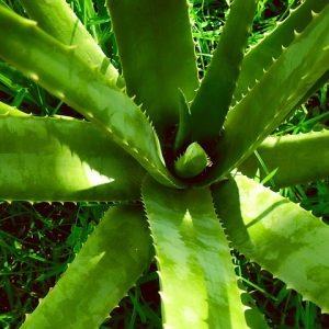 GEL D'ALOE VERA BIO 97.8% PUR 150ML - BOUTIQUE NATURE – Image 2