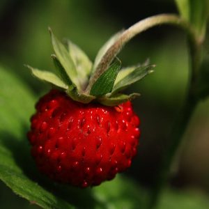 CONFITURE EXTRA DE FRAISE BIO 275g - FAMILLE TEULET – Image 2