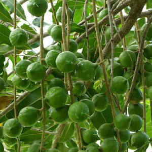 NOIX DE MACADAMIA AB & COMMERCE EQUITABLE - BASE ORGANIC FOOD – Image 4