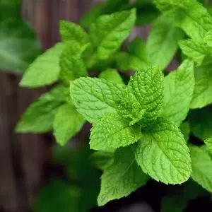 CITRONNADE MIEL MENTHE ANTIGASPI 75CL - SAINS & SAUFS – Image 4