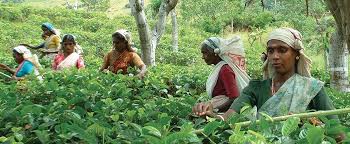 THE VERT AU JASMIN AB & COMMERCE EQUITABLE - LA ROUTE DES COMPTOIRS – Image 4