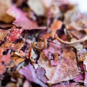 VIGNE ROUGE BIO FEUILLE COUPEE - LE COMPTOIR DE L'HERBORISTERIE