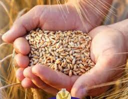 PENNE SEMI COMPLETES AB - SELECTION RELAIS VERT – Image 2