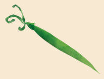 HARICOTS VERTS EXTRA FINS AB 345G - PROSAIN – Image 2