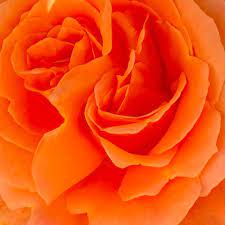 EAU FLORALE DE ROSE BIOLOGIQUE & EQUITABLE EN VRAC -YOKOUMI – Image 5