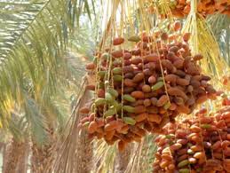 DATTES DEGLET NOUR AB NON BRANCHEES - BASE ORGANIC FOOD – Image 2