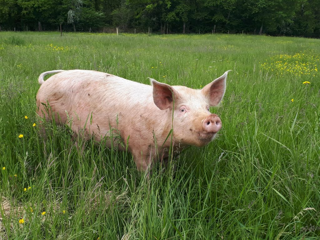 SAUTE DE PORC AU CURRY AB – Image 5