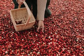 CANNEBERGES ENTIERES SANS SUCRE AB - QUEBEC – Image 3