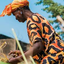 NOIX DE CAJOU BIOLOGIQUES AU CURRY DE MADRAS - CASAMANCE – Image 4