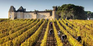 AOP BEAUJOLAIS NOUVEAU 2025 DEMETER 75CL - DOMAINE DES PREVELIERES – Image 2