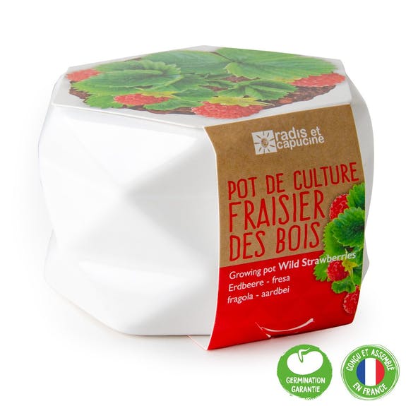 POT ORIGAMI FRAISIER DES BOIS AB