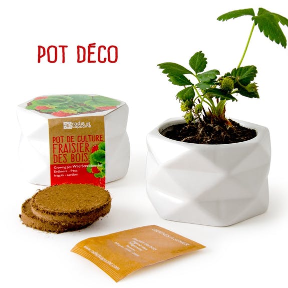 POT ORIGAMI FRAISIER DES BOIS AB – Image 4