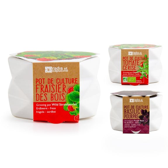 POT ORIGAMI FRAISIER DES BOIS AB – Image 5