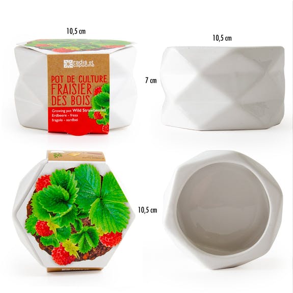 POT ORIGAMI FRAISIER DES BOIS AB – Image 7