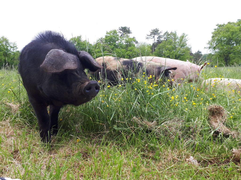 COTE DE PORC AB X3 PIECES (ENVIRON 450g) - TRADITIONS CHARCUTIERES BIO – Image 2